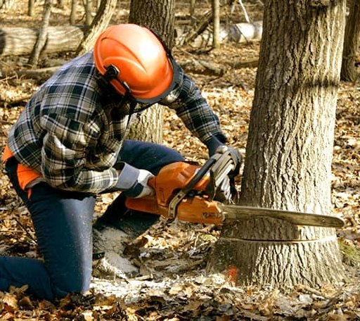 Tree Removal in Paul Smiths, NY